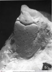 Historisches Foto von Cretatrizocheles doerflesensis (Fraaije et al., 2019) (NHMW-AFW-GEO-BACHMAYER-FOTO-1990-0041-0174)